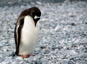 Der Google Pinguin könnte schuld an Ihrem Absturz sein!